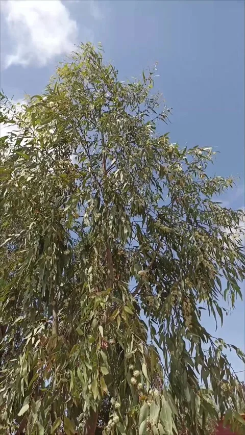 Lush Eucalyptus Tree Swaying Against Bright Blue Skyا Stock-Footage 333926046