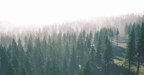 Lush evergreen forest bathed in soft morning light from above Ilustração Stock