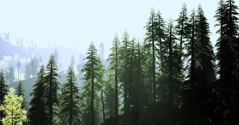 Lush evergreen forest with towering trees and soft light in the background Stock Illustration