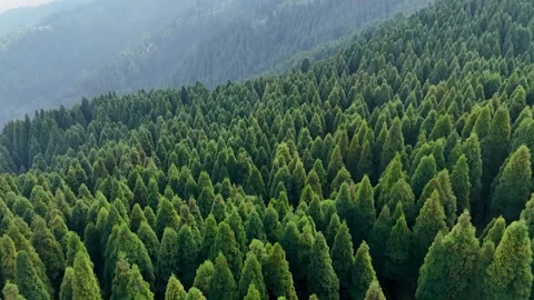 Lush Evergreen Pine Forest: Aerial View of Majestic Nature Scenery Video stock 340093315
