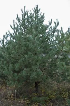 Lush Evergreen Pine Tree Surrounded by Nature's Palette Stock Photos