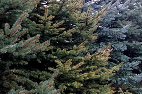 Lush Evergreen Pine Trees Close-Up Stock Photos