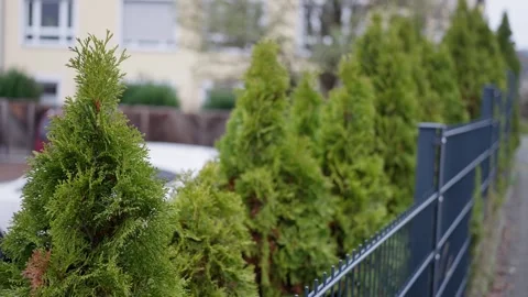 Lush evergreen screen behind suburban fencing, closeup of row of dense thuja Stock Footage 322522944