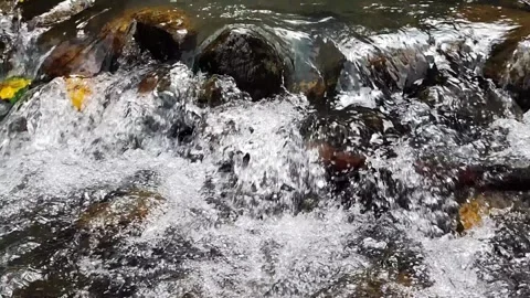 Lush Exotic River Scenery - 60-Second Real-Time Footage Stock Footage 327627953