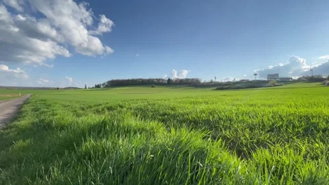 Lush, expansive green fields and prairie grass form a picturesque and scenic Stock Footage 310726860