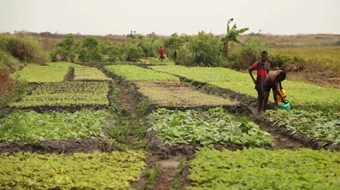 Lush farm Vídeos de archivo 37068268