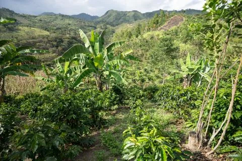 Lush farm trees Stock Photos