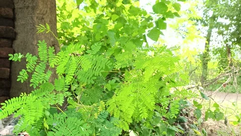 Lush Fern Forest Lighting Видео 343909628