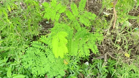 Lush Fern Growth in Wild Stock-Footage 343909853