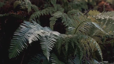 Lush Ferns In Dense Forest Stock Footage 73428981