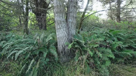 Lush Ferns Growing at the Base of a Tree on the Northern California Coast Stock Footage 317526405