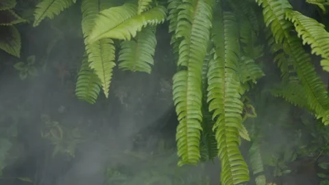 Lush ferns swaying gently in the mist Stock Footage 303357504