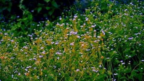 Lush Field of Blooming Wild White Flowers Stock Footage 344633403