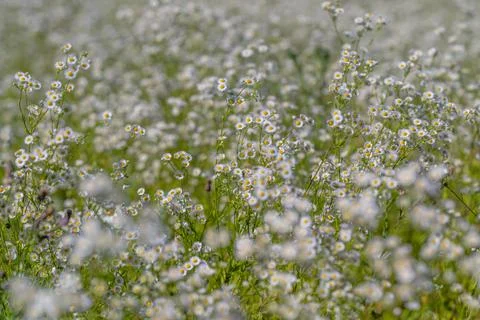 A lush field filled with tiny white flowers dances lightly in a warm breeze,  Stock Photos