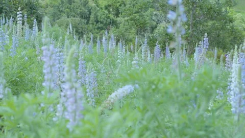 Lush Field of Light Blue Lupin Flowers Blooming Outdoors Stock Footage 341689461