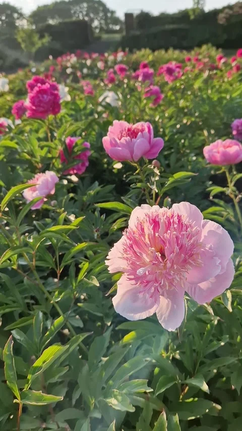 Lush field of pink peonies in the rays of the evening sun Video stock 336338882