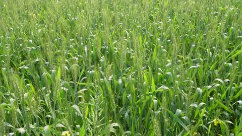 Lush Field of Wheat 스톡 동영상 332587476