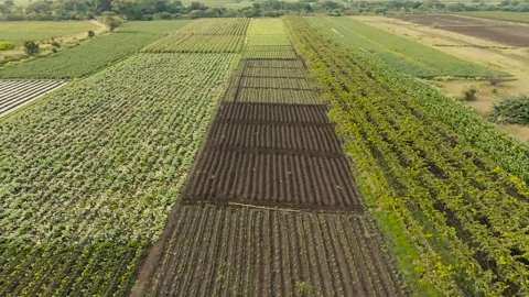 Lush fields of crops arranged in rows captured from above, showcasing agric.. Stock Footage 305626943