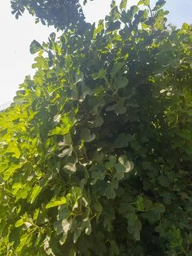 Lush fig tree in deep green Stock Photos