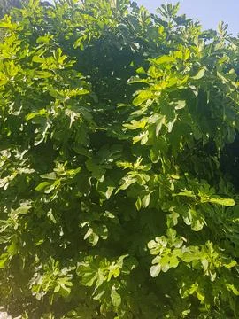 Lush Fig Tree in Sunlight Stock Photos