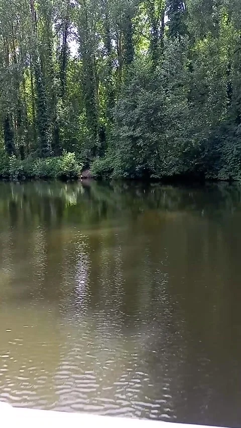 The lush flora on the riverside Stock Footage 314109729