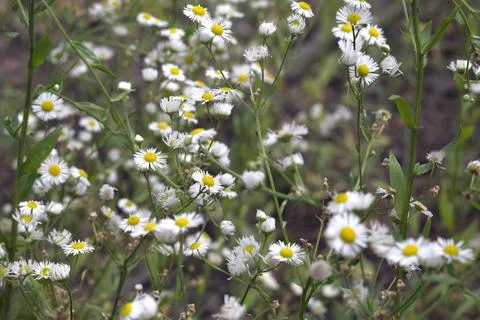 Lush flowering of chamomile, creating a light spring background Stock Photos