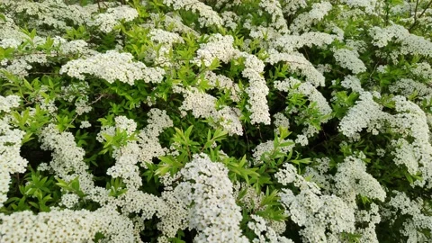 Lush flowering of deciduous shrub Spiraea cinerea Grefsheim Stockbeeldmateriaal 195304054