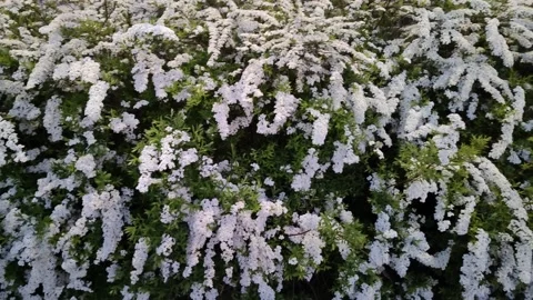 Lush flowering of deciduous shrub Spiraea cinerea Grefsheim Видео 196487089