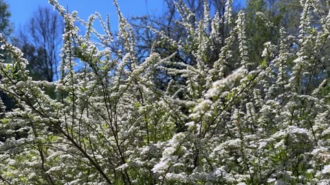 Lush flowering of deciduous shrub Spiraea cinerea Grefsheim. Stock Footage 277609855