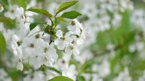 Lush flowering of fruit trees in the spring garden Video stock 205522418