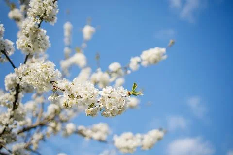 Lush flowering of white cherry tree. Branches with many white flowers under.. Stock-Fotos