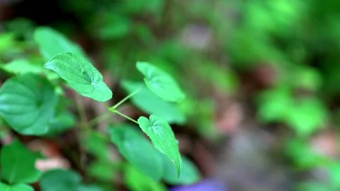 Lush foliage background Stock Footage 133659002