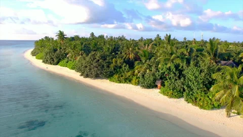 Lush foliage by the beach Stock Footage 136768091