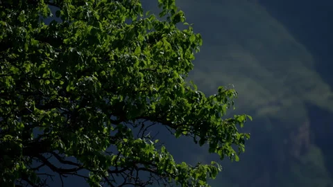 Lush Foliage on Branches Against a Backdrop of Mountain Slopes Stock Footage 265027808