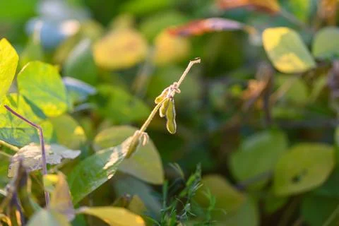 Lush foliage with developing pods, Rich green leaves and dense soybean stands, B Fotos de archivo