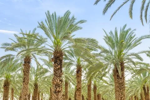 Lush foliage of figs date palm trees on cultivated oasis Stock Photos