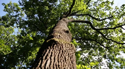 Lush foliage of the old plane tree against the blue summer sky Stock Footage 65502869