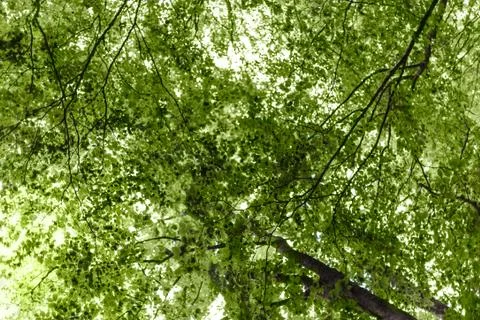 Lush foliage Stock Photos