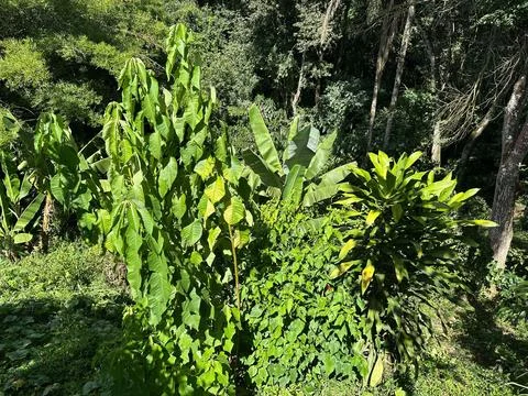 Lush foliage of the rainforest Stock Photos