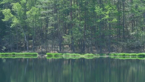 Lush Foliage Reflected in a Mishaka-ike Pond in Nagano Prefecture, Japan Видео 102064833