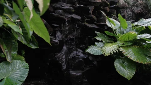 Lush foliage surrounds a small waterfall in the Palmetum botanical garden Video stock 279851714
