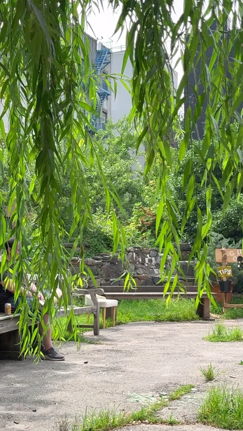 Lush foliage thrive inside La Plaza Cultural de Armando Perez in East Village Stock-Footage 344907491
