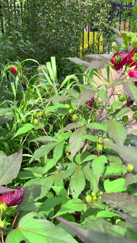 Lush foliage thrive inside La Plaza Cultural de Armando Perez in East Village Stock-Footage 344908169
