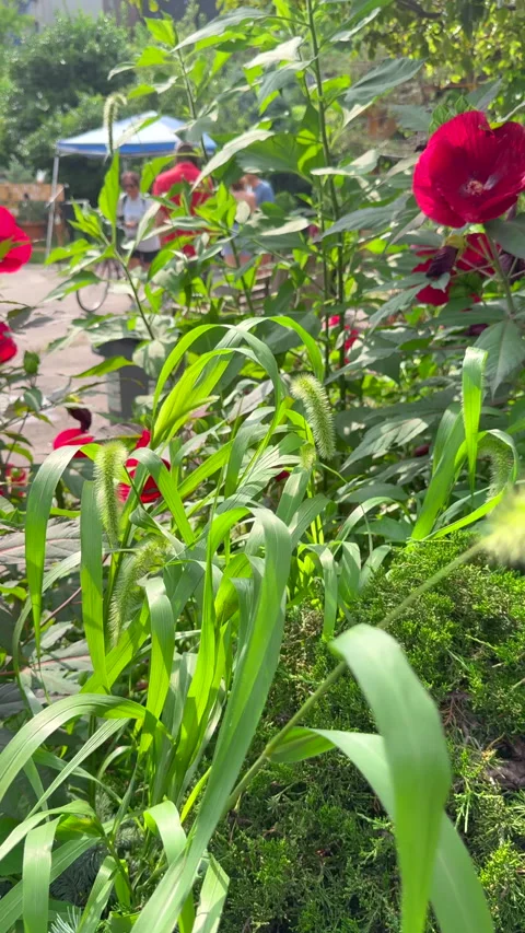Lush foliage thrive inside La Plaza Cultural de Armando Perez in East Village Stock-Footage 344913266