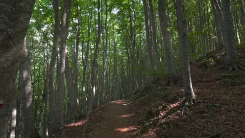 Lush forest in Abruzzo Majella Video stock 316550935