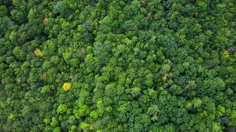 Lush Forest Aerial Stock Footage 306150421