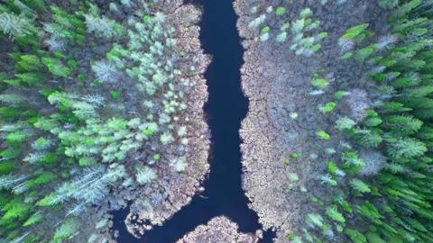 Lush Forest Aerial Stock Footage 335097312