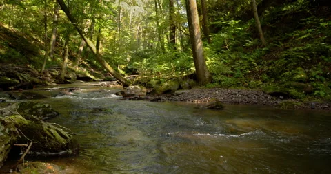 Lush Forest  and Beautiful Stream - Crane Footage 4K Video stock 171285939