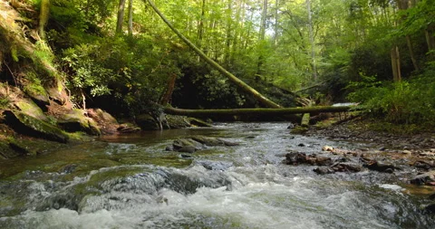 Lush Forest  and Beautiful Stream - Crane Footage 4K Stock Footage 171285941