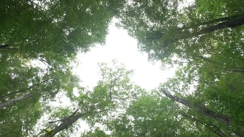 A lush forest and stream at the Great Smoky Mountains National Park in Tennessee Vídeo Stock 80001486